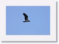 Day1-PM-LasAnimas - 26 * Osprey in flight. * Osprey in flight.